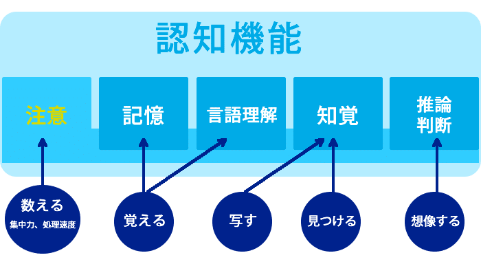 脳の認知機能